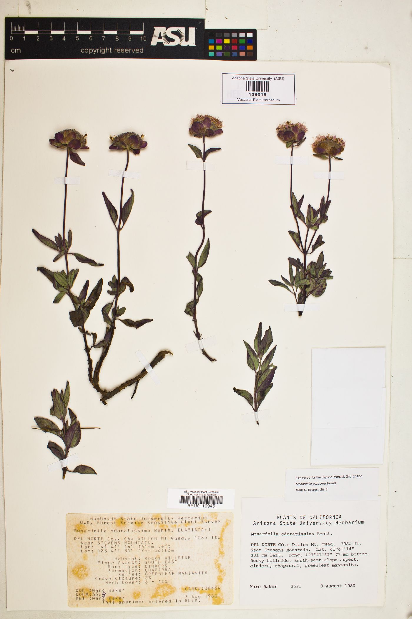 Monardella purpurea image