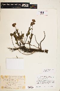 Monardella purpurea image