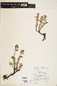 Monardella villosa subsp. obispoensis image