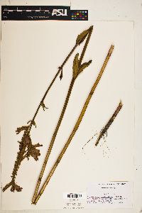 Physostegia denticulata image