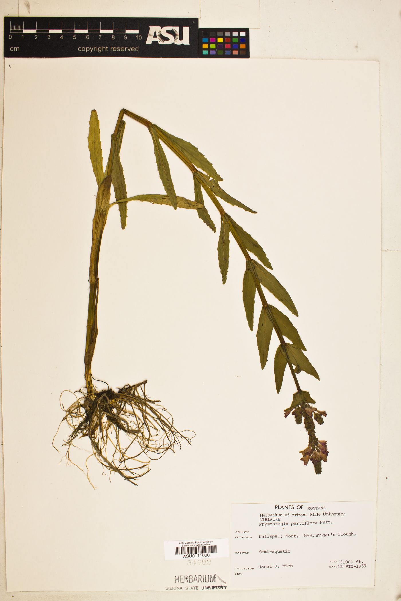 Physostegia parviflora image
