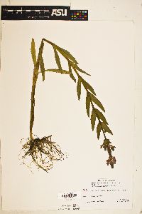 Physostegia parviflora image