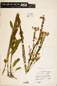 Physostegia purpurea image