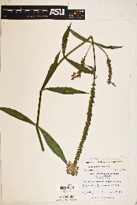 Physostegia virginiana image