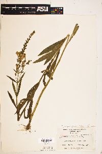 Physostegia virginiana subsp. virginiana image