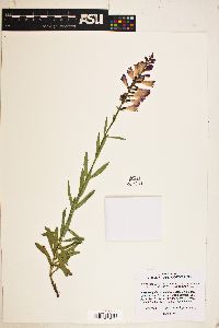 Physostegia virginiana subsp. praemorsa image