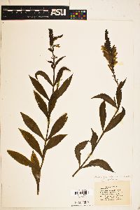 Physostegia virginiana image