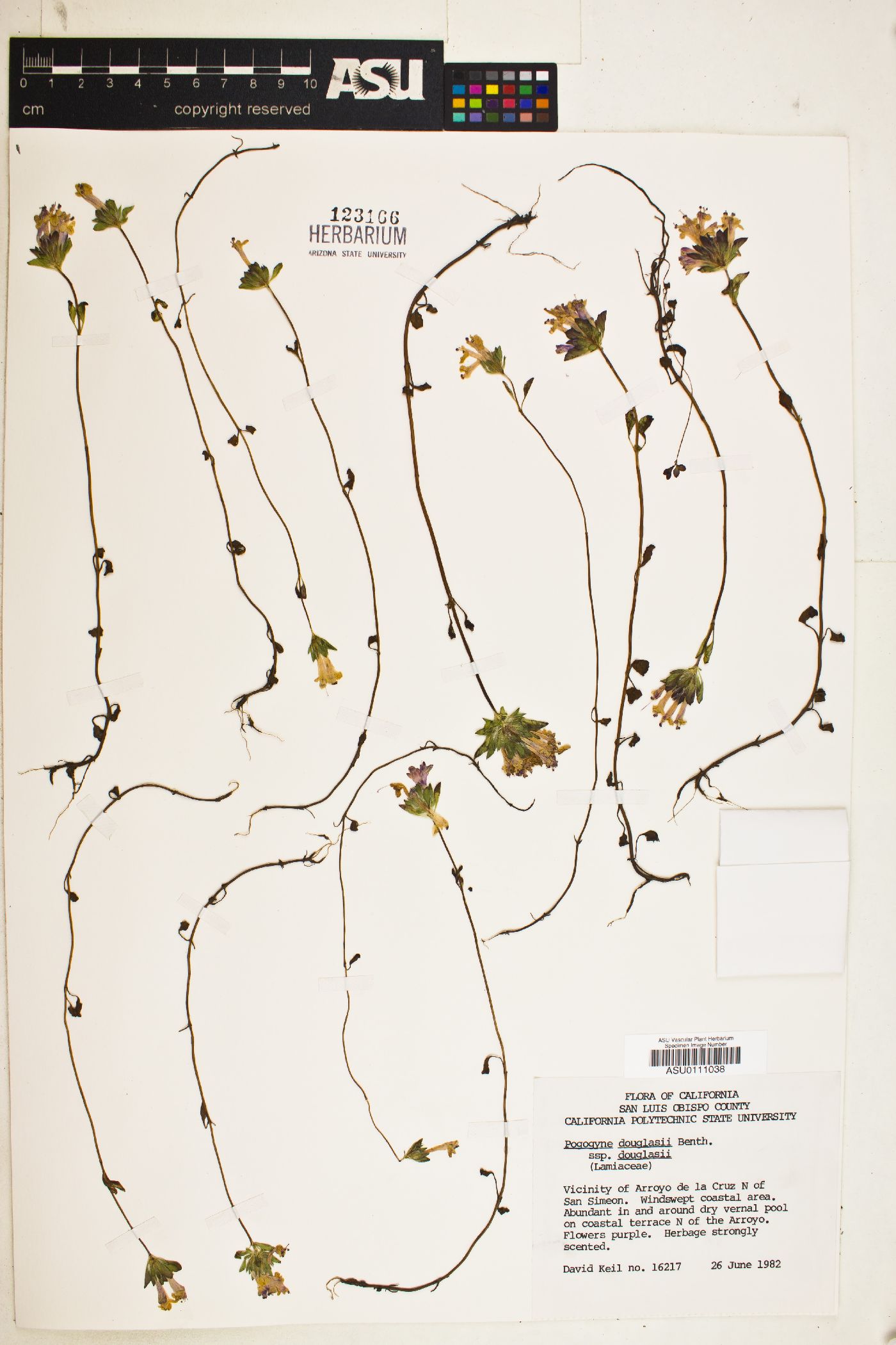Pogogyne douglasii subsp. douglasii image