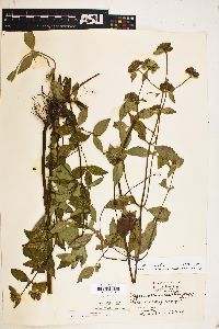 Pycnanthemum albescens image