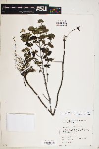 Pycnanthemum albescens image