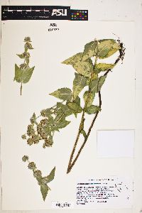 Image of Pycnanthemum californicum
