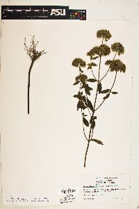 Pycnanthemum flexuosum image