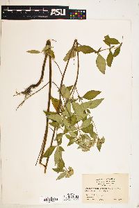 Pycnanthemum incanum image