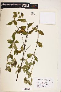 Pycnanthemum loomisii image