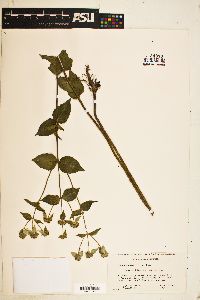 Pycnanthemum muticum image