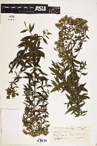 Pycnanthemum pilosum image