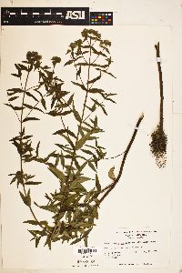 Pycnanthemum verticillatum image