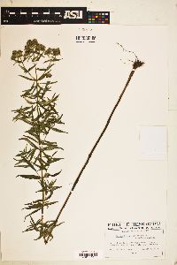 Pycnanthemum virginianum image