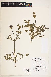 Salvia columbariae var. columbariae image