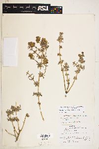 Salvia dorrii subsp. dorrii image