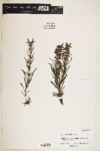Image of Salvia engelmannii