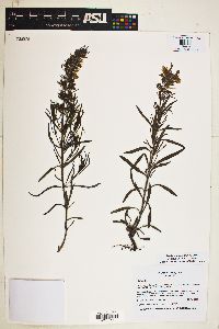 Salvia engelmannii image