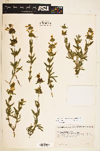 Image of Salvia eremostachya