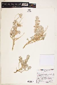 Salvia funerea image