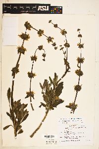 Salvia mellifera image