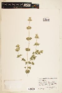 Salvia greatae image