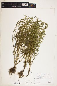 Image of Salvia lanceaefolia