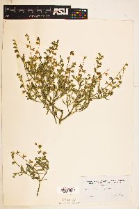 Image of Salvia uliginosa