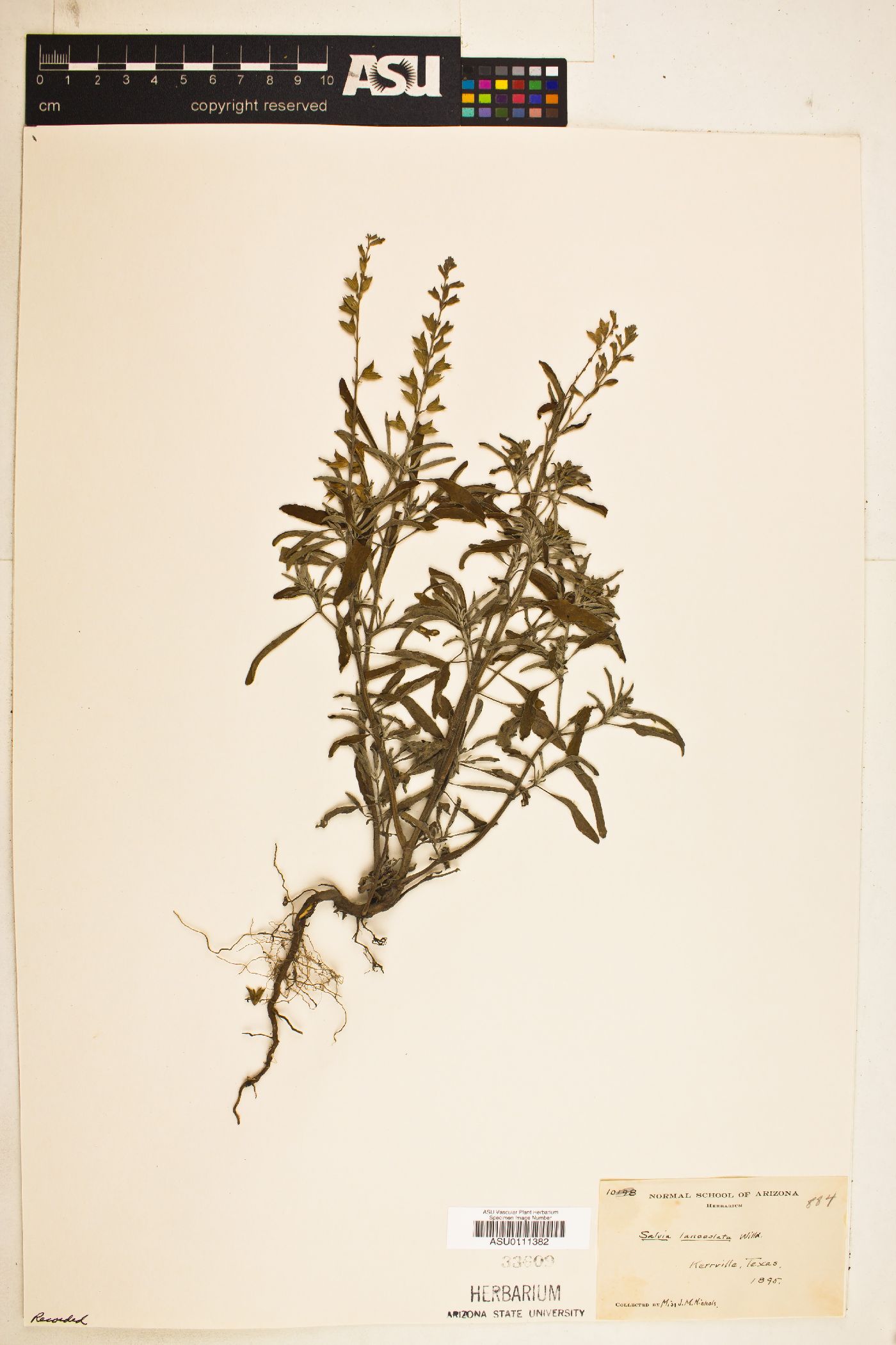 Salvia uliginosa image