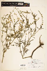 Image of Salvia leptophylla