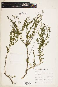 Image of Salvia lyciodes