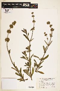 Salvia mellifera image