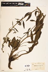 Image of Salvia penstemonoides