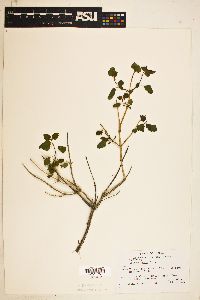 Image of Salvia regla