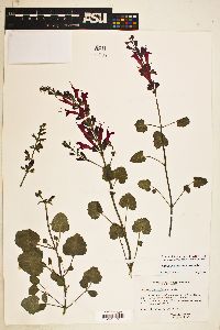 Image of Salvia roemeriana