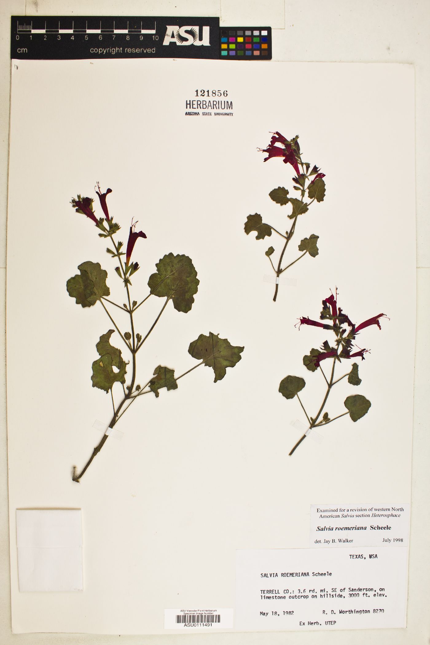 Salvia roemeriana image