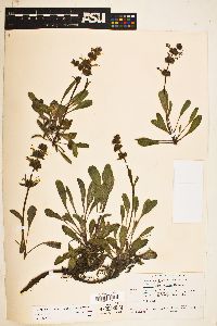 Image of Salvia sonomensis
