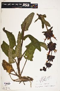 Image of Salvia spathacea