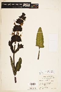 Salvia spathacea image