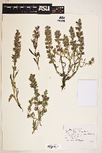 Salvia texana image