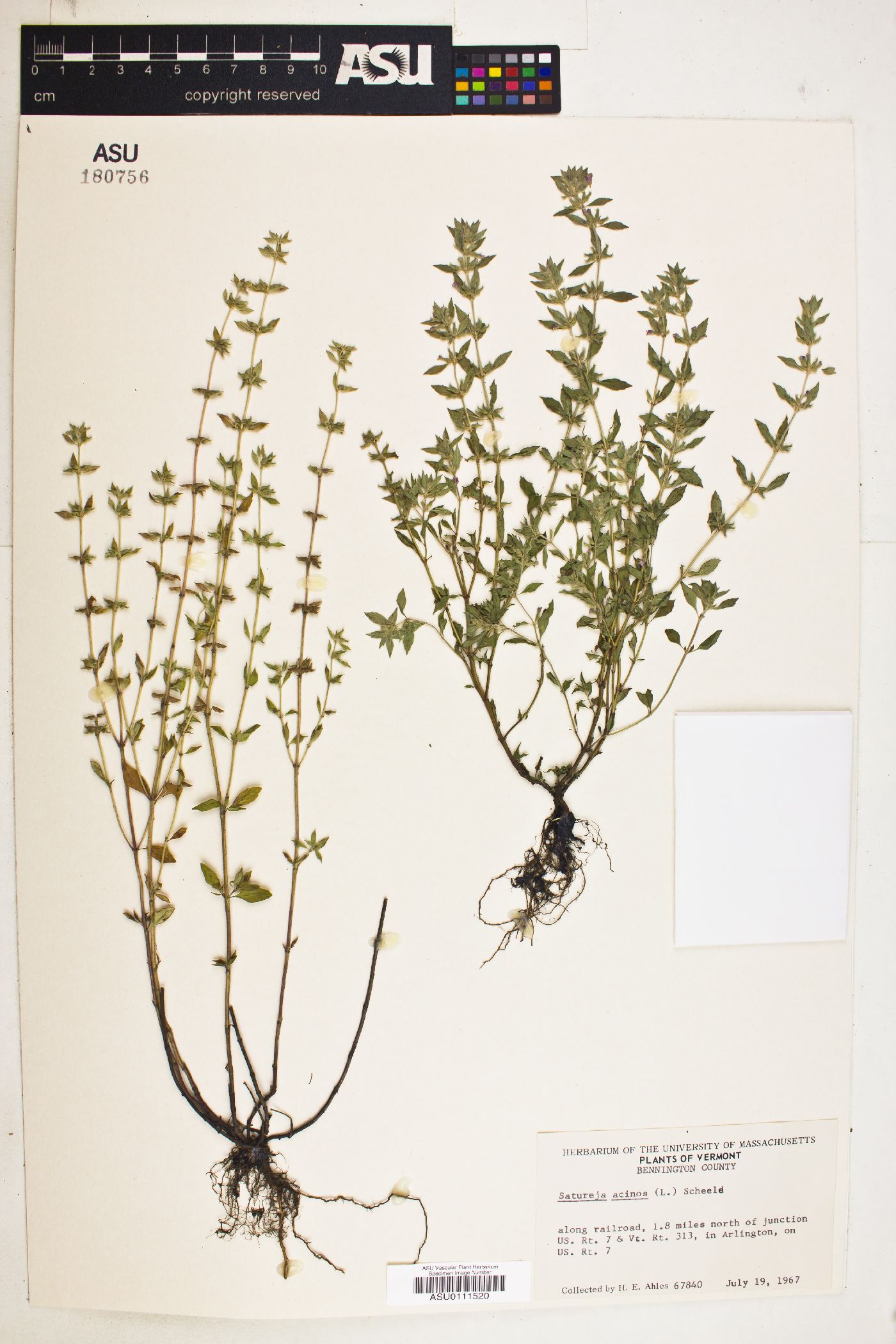 Calamintha acinos image