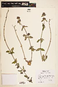 Clinopodium vulgare image