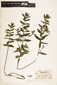 Scutellaria galericulata image