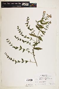 Scutellaria galericulata image