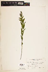 Scutellaria galericulata image