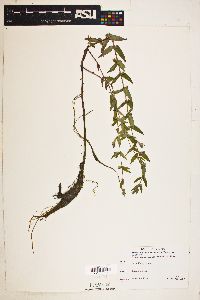 Scutellaria galericulata image